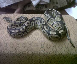 مصر اليوم - أصلة ضخمة تلدغ بريطانية وهي في طريقها لإحضار وجبة جاهزة