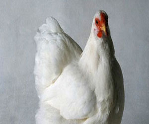 مصر اليوم - كشف سر الدجاجة التي تفقس بيضًا أزرق اللون