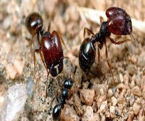 مصر اليوم - اكتشاف نملاً يتطفل على غيره ولكنه يناضل معه