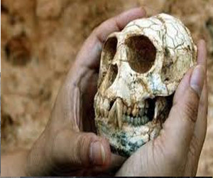 مصر اليوم - اكتشاف جمجمة متحجرة نادرة لقرد في الصين