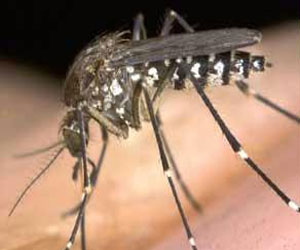   مصر اليوم - حملات لمكافحة البعوض الناقل للملاريا