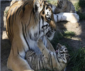 مصر اليوم - اتهام ماليزي بحيازة نمر وفهود نافقة