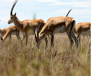 مصر اليوم - الحيوانات ذات الحوافر معرضة للانقراض في آسيا