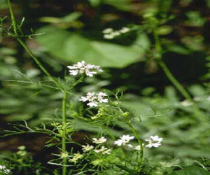   مصر اليوم - اركوفارما عقار من النباتات الطبيعية لعلاج آلام المفاصل