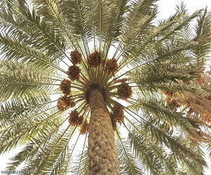   مصر اليوم - جمعية رعاية النخيل تنظم مهرجان النخيل السادس في الخرطوم