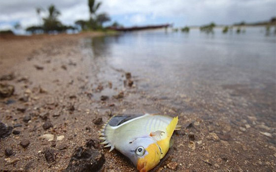   مصر اليوم - تحذير من سمك القرش في هاواي بعد تَسرُّبِ 1400 طن عسل أسود