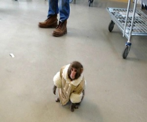 مصر اليوم - القرد الهارب داروين لن يعود إلى عائلته بالتبني