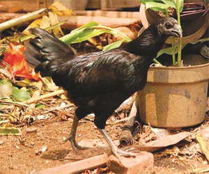 مصر اليوم - دجاجة بـ 2500 دولار