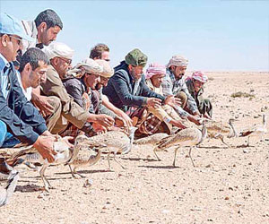 مصر اليوم - 160 ألف طائر أنتجها الصندوق الدولي للحفاظ على الحباري