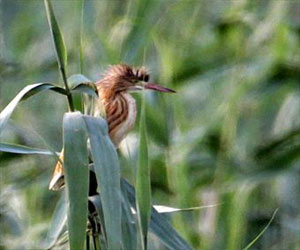 مصر اليوم - رصد أول تفريخ لطائر البلشون الذهبي في الكويت