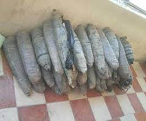   مصر اليوم - ضبط 15 لفافة بانجو بحوزة عامل في مرسى علم