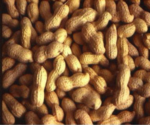   مصر اليوم - ضبط 1.5 طن من الفول السوداني الفاسد في الإسماعيلية