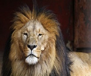 مصر اليوم - أسد يقتل أحد حراسه في حديقة حيوانات في أديس أبابا