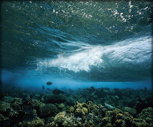   مصر اليوم - مياه البحر العميقة تقي من سرطان وتقرّحات المعدة