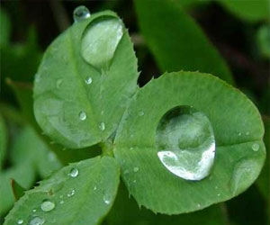   مصر اليوم - دراسة: لمس أوراق النباتات بلطف يساعدها في مقاومة الأمراض