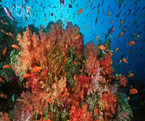 مصر اليوم - أميركا تستغل المرجان الأحمر لصناعة قطع غيار الصواريخ