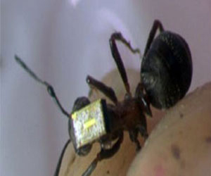 مصر اليوم - النمل الأبيض العملاق يحمي نفسه من الأمراض الفطرية