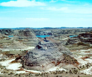   مصر اليوم - العثور على 24 عينة من أصغر حيوان من الثدييات أكلي اللحوم في جنوب أميركا