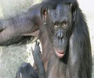 مصر اليوم - قردة المكاك الريسوسي يمكنها التحكم في صيحات تواصلها