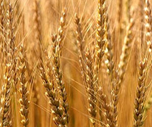   مصر اليوم - مصر تشتري 235 ألف طن من القمح