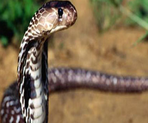 مصر اليوم - العثور على أفعى داخل كانتين سجن النقب الإسرائيلى