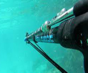   مصر اليوم - صيد سمك القرش يدمر الشعاب المرجانية