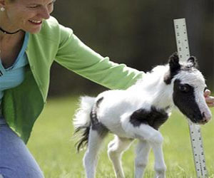 مصر اليوم - العثور على أصغر حصان في العالم بعد اختطافه