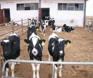 مصر اليوم - تلقيح الأبقار ضد بكتيريا مضرة بالأمعاء يقي البشر