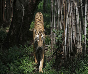 مصر اليوم - نمر يقتل حارسه بإحدى حدائق الحيوان شمال غربي ألمانيا