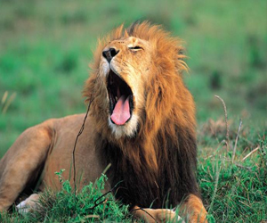 مصر اليوم - خطة لإخلاء الأسود من محمية طبيعية في زيمبابوي