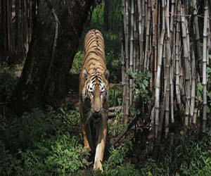 مصر اليوم - نمر يقتل حارسه بإحدى حدائق الحيوان شمال غربي ألمانيا
