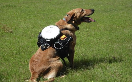   مصر اليوم - علماء أميركيون يبتكرون جهازًا يمكنه التحكُّم في الكلاب عن بُعد