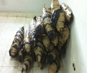   مصر اليوم - ضبط عاطل بحوزته كيلو بانجو في المنيا