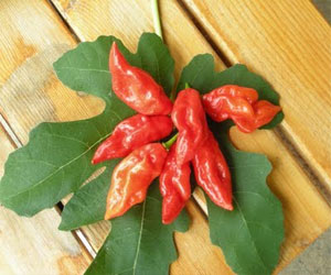 مصر اليوم - تناول المأكولات الحاره تدل على شخصيتك الفضولية