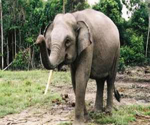 مصر اليوم - فيل يدهس سائحًا بريطانيًا حتى الموت في الهند