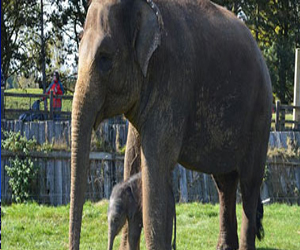 مصر اليوم - دراسة تؤكد أن الحيوانات تبكي أيضًا