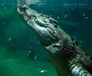 مصر اليوم - حوض أسماك في أستراليا يستعد لعرض أحد أضخم تماسيح العالم