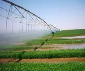   مصر اليوم - العربية للاستثمار الزراعي تراجع مشاريعها في السودان