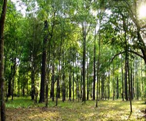 مصر اليوم - جولة سياحية بين أشجار الكاوري العملاقة في نيوزيلندا