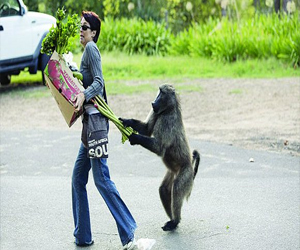 مصر اليوم - قرد يسرق الخضراوات من سيدة