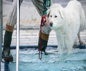 مصر اليوم - الكلاب الألمانية تستمتع بالمياه في يوم الاستحمام