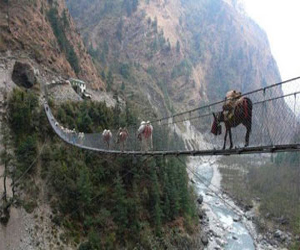   مصر اليوم - ألمانيا تنفق الملايين على بناء جسور للحيوانات فقط