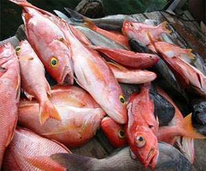 مصر اليوم - ضبط نصف طن أسماك وكبدة مجمدة فاسدة في الإسماعيلية