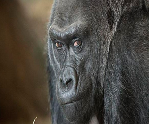 مصر اليوم - نقل ذكر غوريلا من حديقته لسلوكه العدواني تجاه الإناث