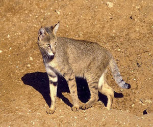 مصر اليوم - انقراض قط الرمال في الجزائر