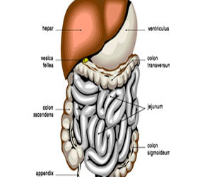 مصر اليوم - الحمى الروماتيزمية وحش مفترس يفتك بقلوب الأطفال