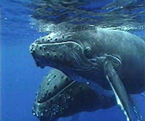 مصر اليوم - شمع الأذن سجل نضجًا للحوت الأزرق