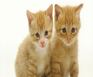 مصر اليوم - الحيوانات الأليفة يمكن أن تفرط في تناول الطعام بسبب حالتها النفسية