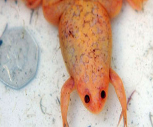 مصر اليوم - الضفادع الحقيقية تستخدم طريقة خاصة للالتصاق بالجدران المبللة