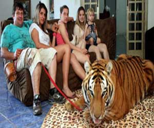   مصر اليوم - برازيلي يربي 7 نمور ضخمة في منزلة